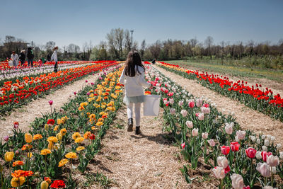 Rear view of girl in white top walking in tulip field with bucket full of collected flowers