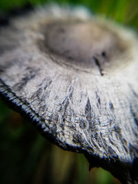 Close-up of tree trunk