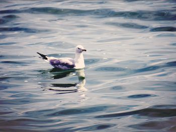 High angle view of seagull swimming on lake