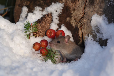 Close-up of squirrel on snow