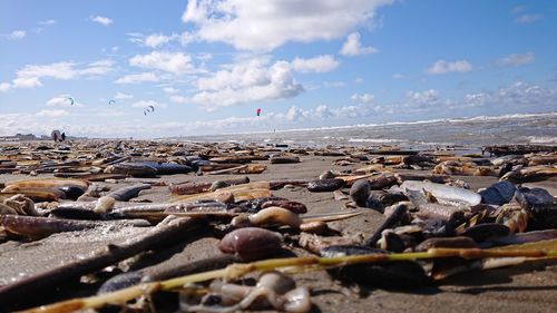 Surface level of pebbles on beach against sky