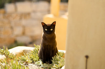 Portrait of cat on container with plants