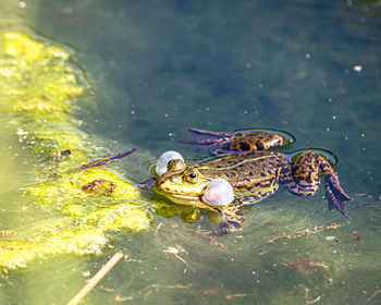 High angle view of fish swimming in lake