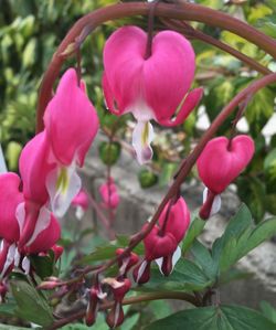 Close-up of pink flowers blooming outdoors