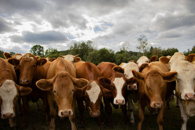 Cows on field against sky