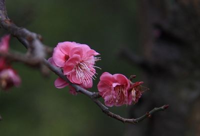 Close-up of pink flowers