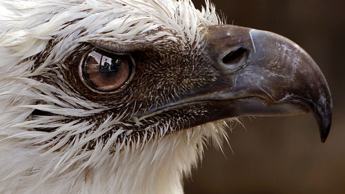 Close-up of eagle