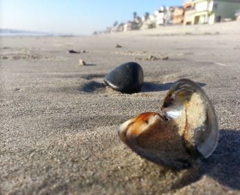 Close-up of crab on sand