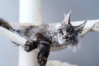 Cute tabby silver gray young maine coon cat with long whiskers and tassel ears lying on hammock home