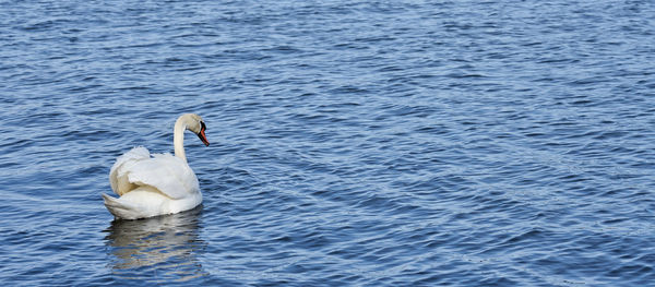 A beautiful white swan on blue water.