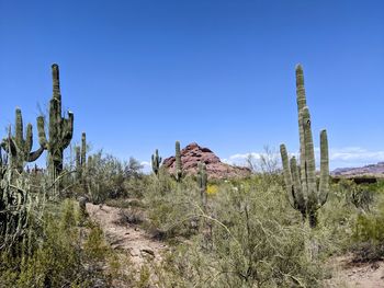 Cactus growing on field against blue sky