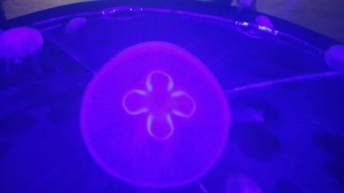 Close-up of illuminated blue light