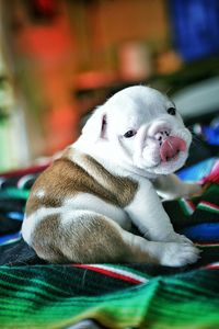 Portrait of cute english bulldog puppy sticking out tongue at home