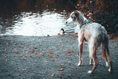 Dog walking by lake