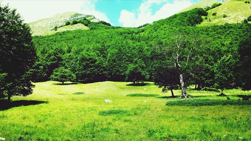 Scenic view of grassy landscape