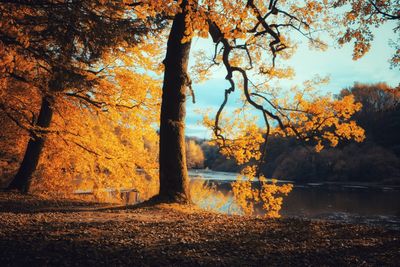 Trees in forest during autumn