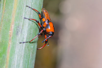 Close-up of insect on leaf