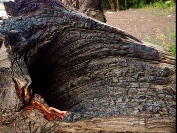 Tree trunk in forest