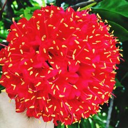 Close-up of red flowers blooming outdoors