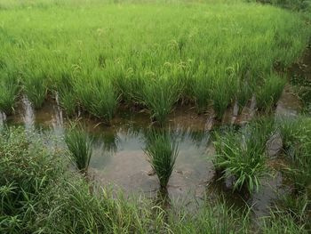 Reflection of plants in water