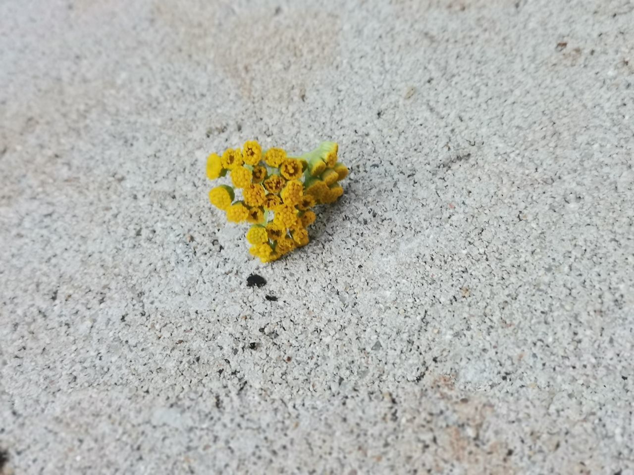 yellow, sand, leaf, nature, no people, soil, day, land, close-up, flower, macro photography, beauty in nature, high angle view, plant, flowering plant, fragility, asphalt, textured, outdoors, animal wildlife, animal, beach, wildlife