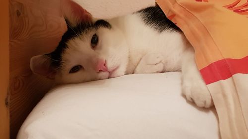 Cat lying on bed