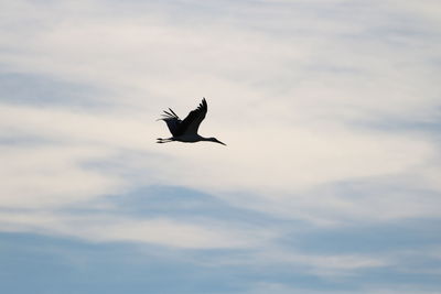 Low angle view of bird flying in sky