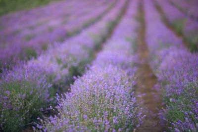 Close-up of purple flowering plant on field