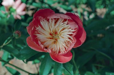 Close-up of red rose flower
