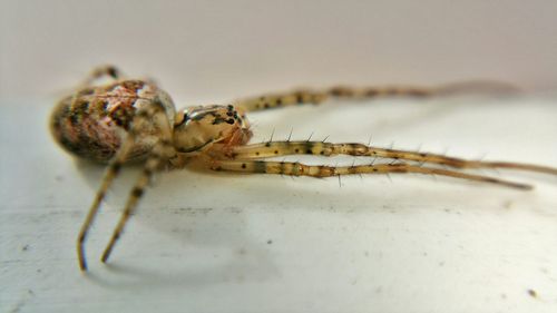 Close-up of insect