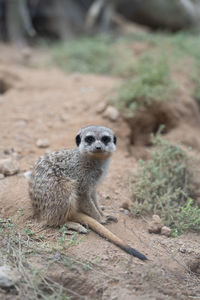 Close-up of meerkat