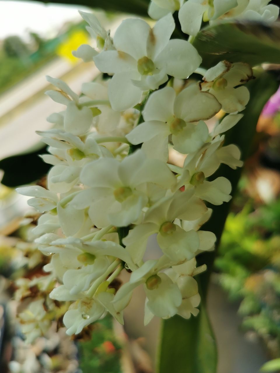 CLOSE-UP OF WHITE ROSE FLOWERING PLANT