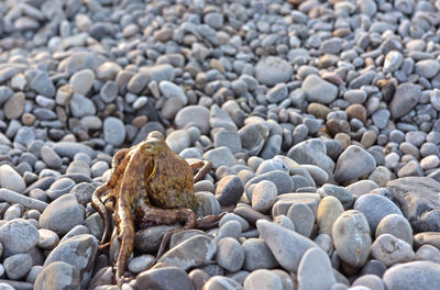 Died octopus on pebbles at beach