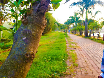 Footpath amidst trees