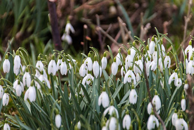 Close-up of snowflake flowers in park