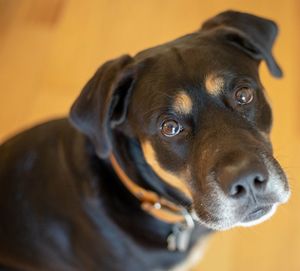 Close-up portrait of dog