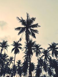 Low angle view of coconut palm trees against sky