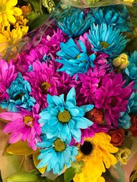 Close-up of multi colored flowers