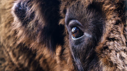 A european bison's eye as a close up.