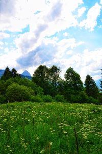 Scenic view of field against sky