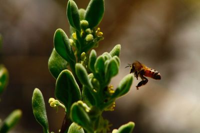 Close-up of bee pollinating on flower