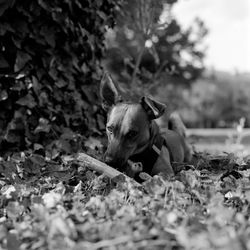 Dog relaxing on field