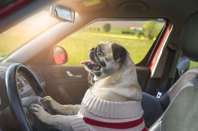 A dog in a sweater controls the car. funny allusion to self-driving cars in the future.