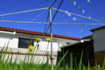 Low angle view of flowering plants against clear sky