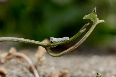 Close-up of lizard on leaf