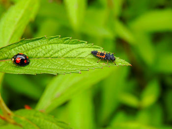 Close-up of ladybug on leaf