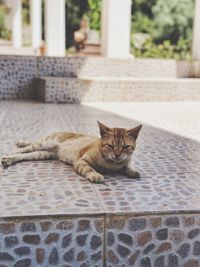 Portrait of cat resting on floor