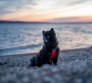 Dog on the beach