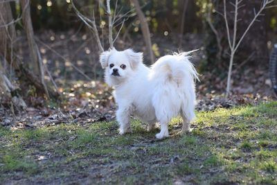 White dog running on field