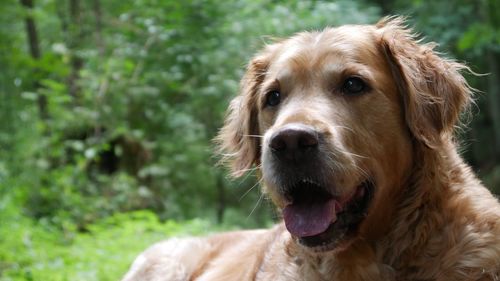 Close-up portrait of dog